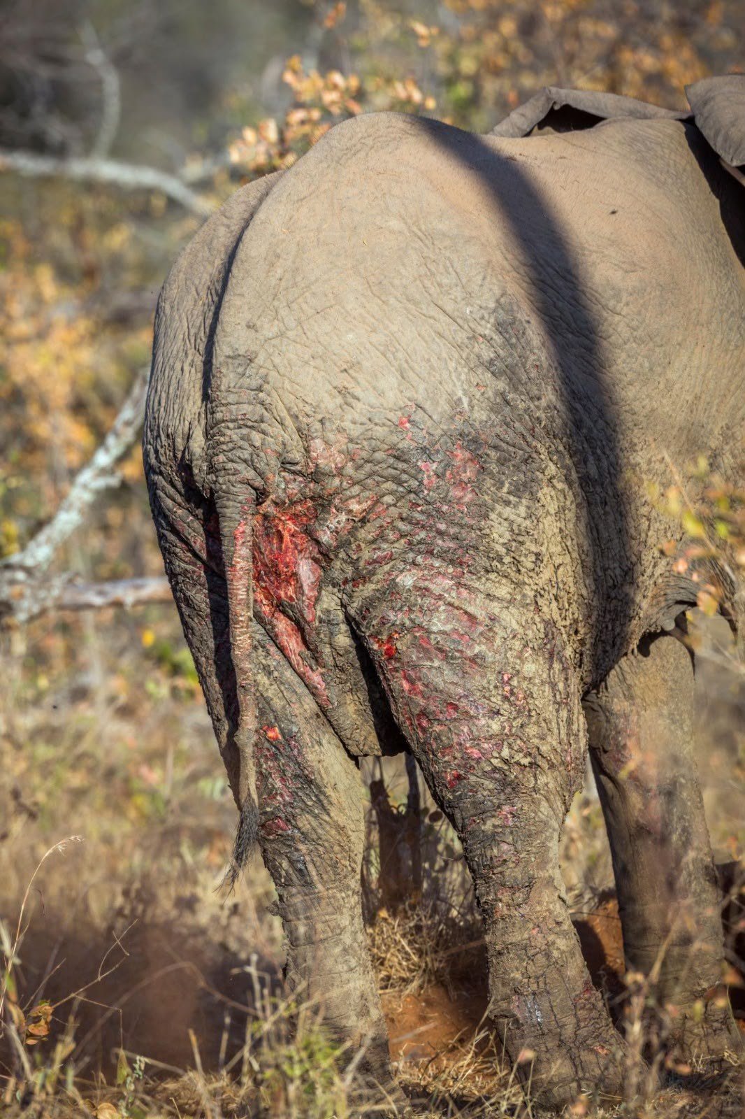 Injured elephant photographed in the wild