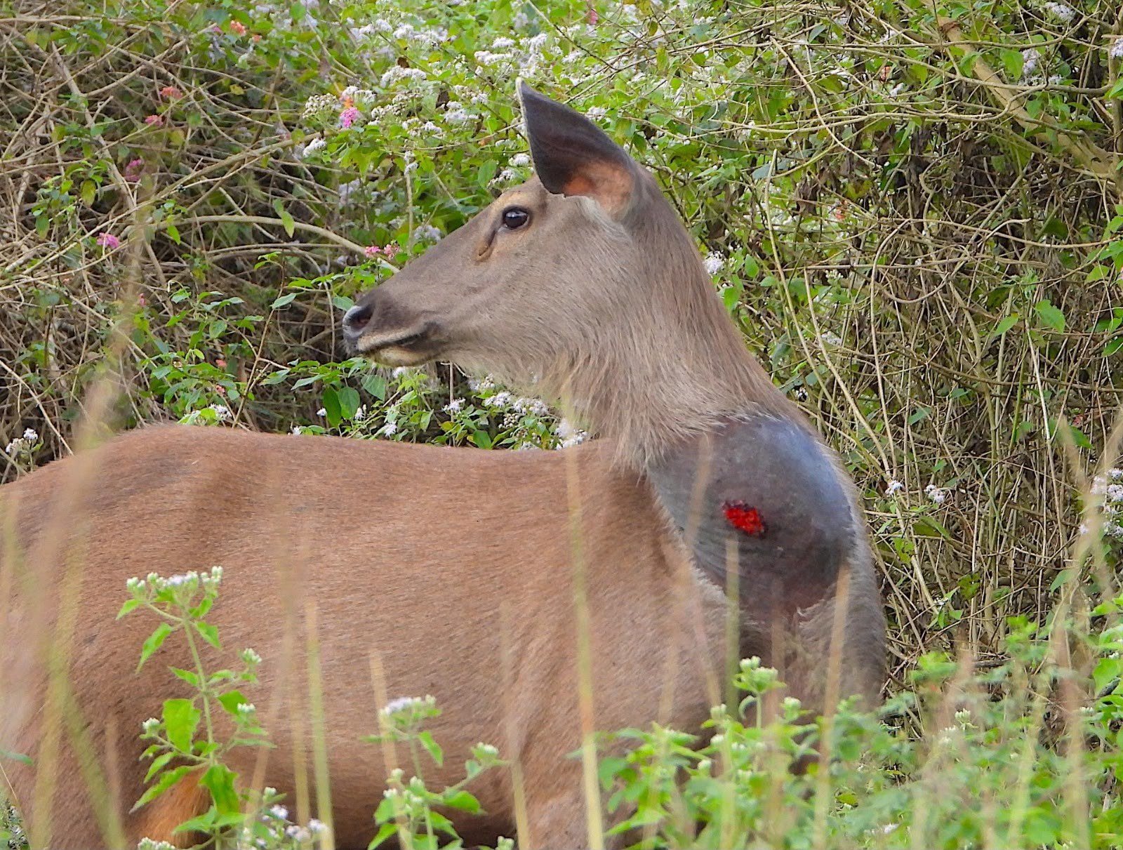 Wild animal photographed with a visible injury